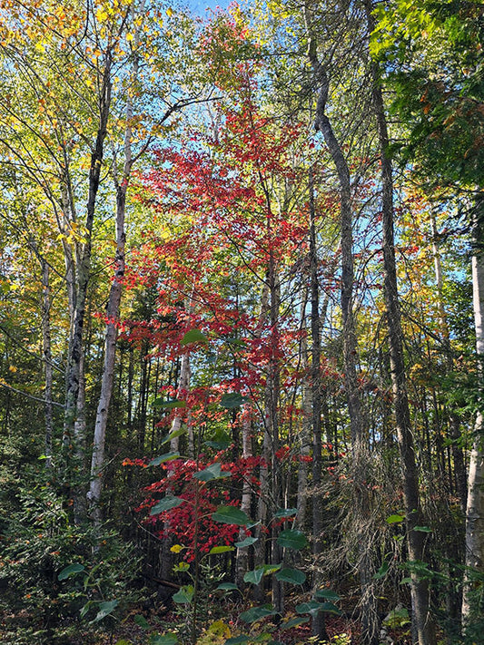 the trees are turning as fall comes to Indiana