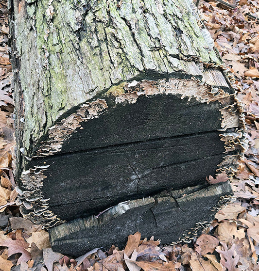 lichen growing on the end of a fallen tree in some Indiana woods