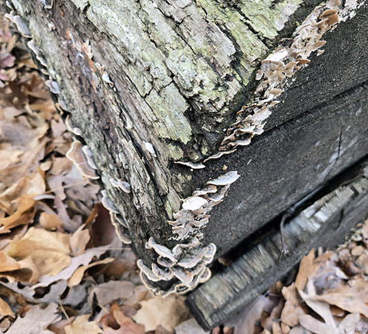 mushrooms growing on the end of a fallen tree in some Indiana woods