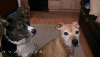 Question Of The Week: How Do Your Pets React To Your Playing?